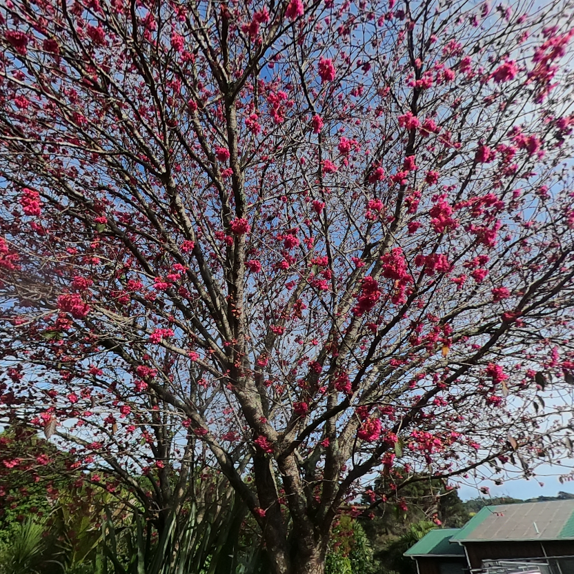 A picture of a tree with pink flowers.